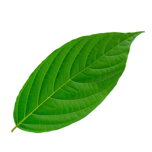 Green leaves isolated on a white background.