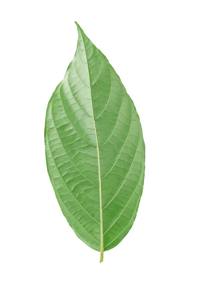 Πράσινα Φύλλα Απομονωμένα Λευκό Φόντο — Φωτογραφία Αρχείου