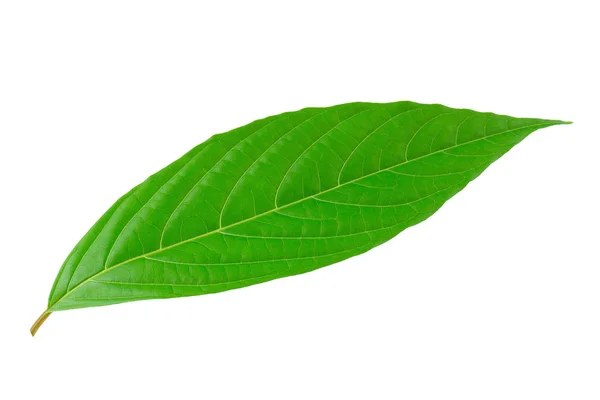 Green Leaves Isolated White Background — Stock Photo, Image