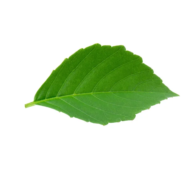 Зеленые Листья Выделены Белом Фоне — стоковое фото