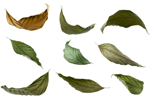 Dry Leaf Isolated White Background — Stock Photo, Image