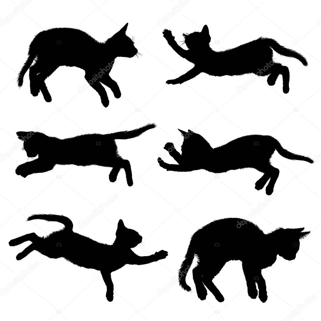 Cat silhouette isolated on white background With clipping path.