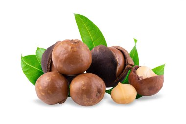 Beyaz arka planda izole edilmiş Macadamia fındıkları..