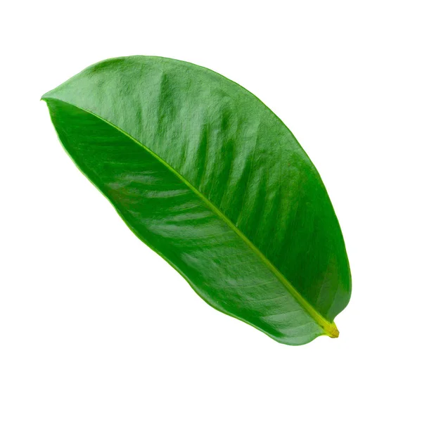 Mangosteen Leaves Isolated White Background — Stock Photo, Image
