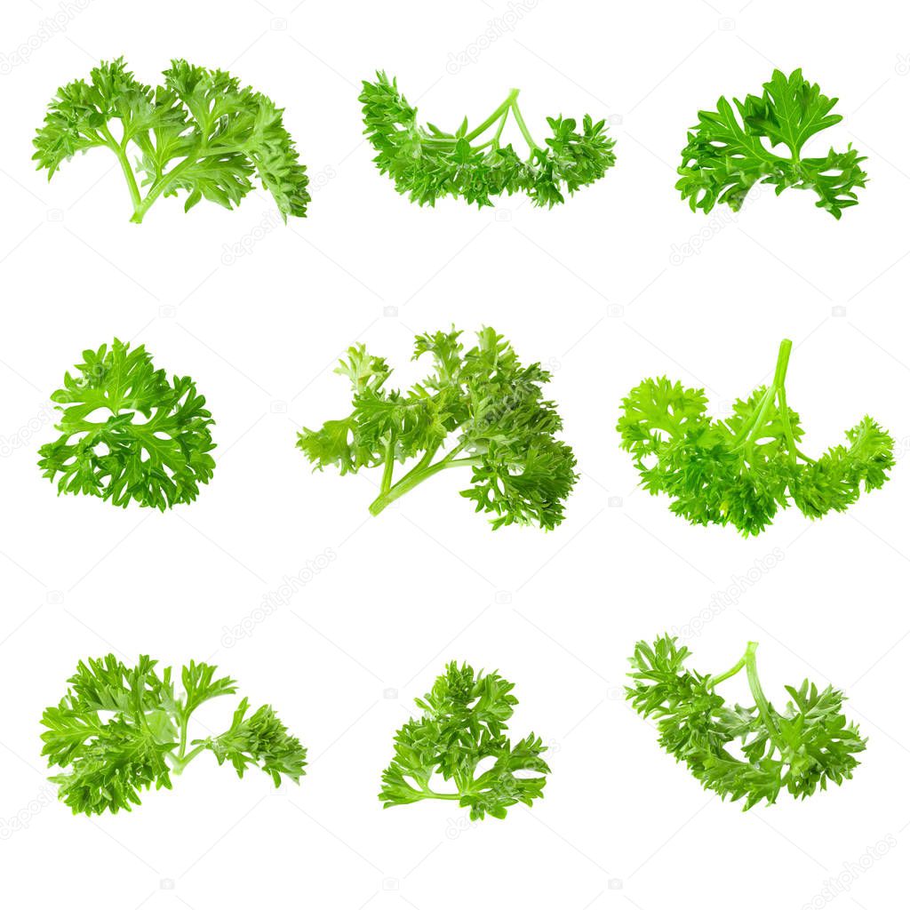 Fresh branch of green parsley natural food isolated on white background.