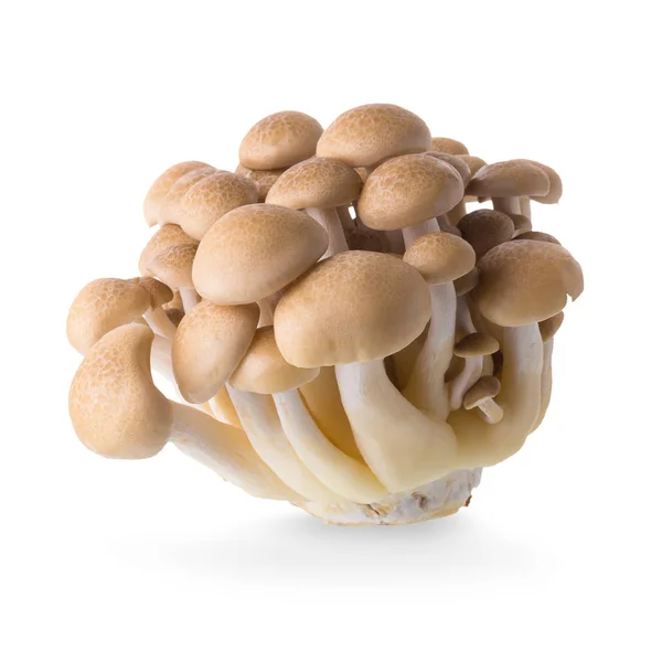 Champignons Shimeji Variétés Brunes Isolées Sur Fond Blanc — Photo