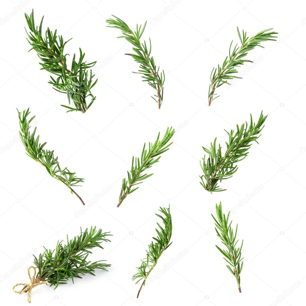 Fresh raw Rosemary isolated on a white background.