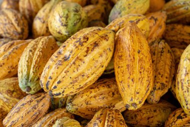 Cacao fruit, raw cacao beans and Cocoa pod background. clipart