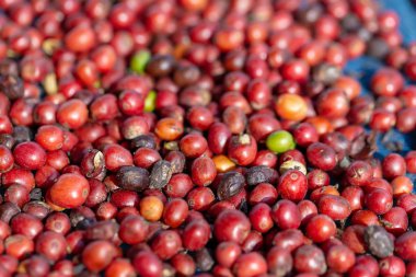 Taze Arabika Kırmızı Kahve Fasulye ve Kurutma Süreci.