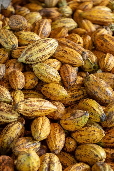 Cacao Fruit Raw Cacao Beans Cocoa Pod Background — Stock Photo, Image