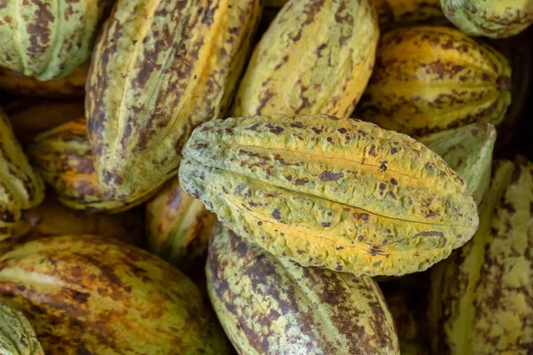 Cacao Gyümölcs Nyers Kakaóbab Kakaóbab Háttér — Stock Fotó