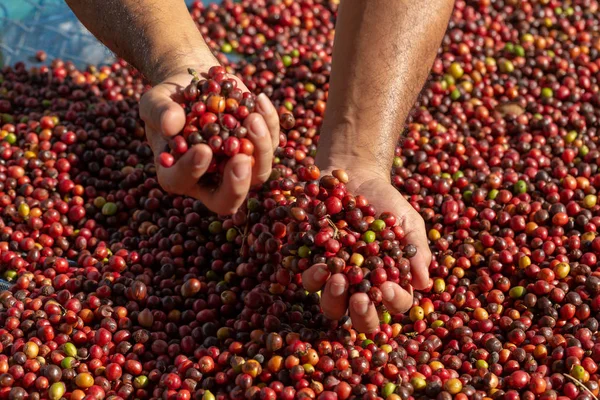 Čerstvé Arabica Red Coffee Beans Bobule Han — Stock fotografie