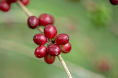 Tayland kuzeyinde ağaç üzerinde olgunlaşma Taze Arabica kahve çekirdekleri.