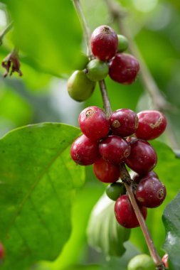 Tayland kuzeyinde ağaç üzerinde olgunlaşma Taze Arabica kahve çekirdekleri.