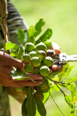Erkek eli, doğal olarak macadamia fındığı tutuyor.