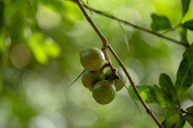 Macadamia nut doğal ağaç üzerinde tutan