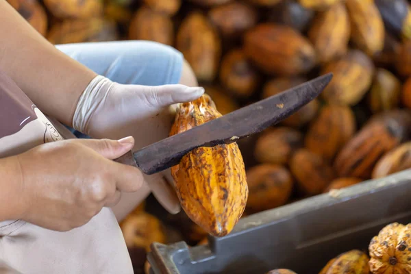 Hombre Sosteniendo Una Fruta Madura Cacao Con Frijoles Dentro Sacar —  Fotos de Stock