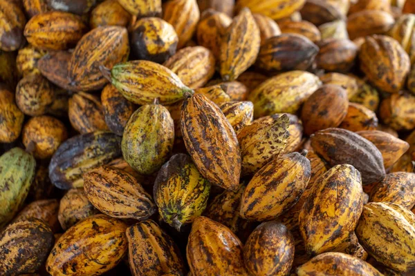 Cacao Fruit Raw Cacao Beans Cocoa Pod Background — Stock Photo, Image