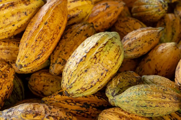 Fruta Del Cacao Granos Cacao Crudos Fondo Vaina Cacao — Foto de Stock