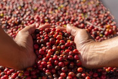 Taze Arabika Red Coffee böğürtlenleri