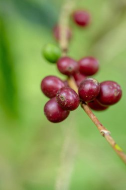 Tayland kuzeyinde ağaç üzerinde olgunlaşma Taze Arabica kahve çekirdekleri.