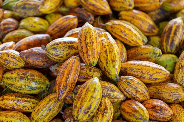 Cacao Fruit Raw Cacao Beans Cocoa Pod Background — Stock Photo, Image