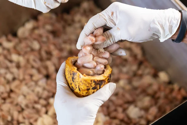 Hombre Sosteniendo Una Fruta Madura Cacao Con Frijoles Dentro Sacar —  Fotos de Stock