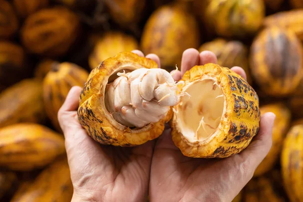 Hombre Sosteniendo Una Fruta Cacao Madura Con Frijoles Dentro —  Fotos de Stock