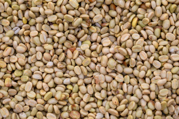 Drying Raw Coffee Beans Agricultural Industry — Stock Photo, Image