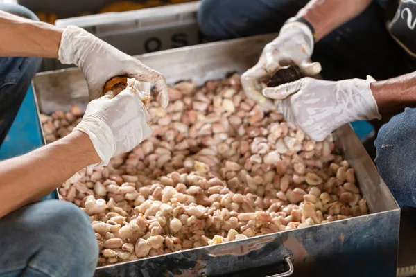 Man Hand Houden Van Een Rijpe Cacao Vrucht Bring Zaden — Stockfoto