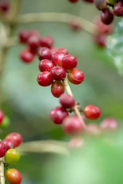 Frische Arabica Kaffeebohnen Reifen Auf Einem Baum Norden Thailands — Stockfoto