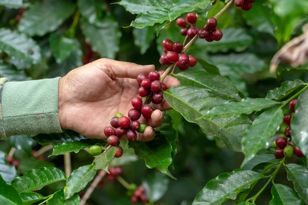 Tayland kuzeyinde ağaç üzerinde olgunlaşma Taze Arabica kahve çekirdekleri.