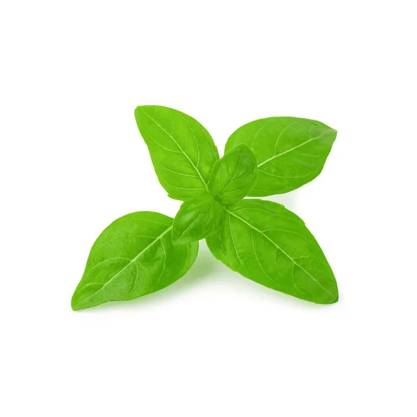 Närbild Färska Gröna Örten Basilikablad Isolerad Vit Bakgrund Sweet Genovese — Stockfoto