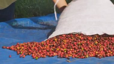 Çilek ve kurutma işlemi kızıl kahve fasulye