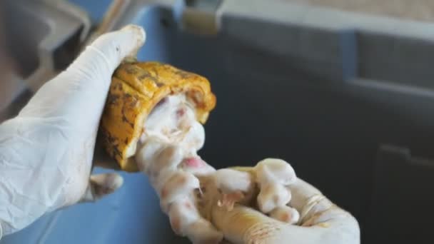 Man Holding Ripe Cocoa Fruit Hand Removing Cocoa Seeds Cocoa — Stock Video