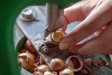 Macadamia 'yı kırmak için kabuklu kraker, Macadamia cevizi..