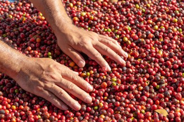 Taze Arabika Red Coffee böğürtlenleri
