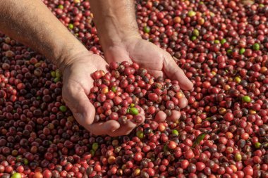 Taze Arabika Red Coffee böğürtlenleri