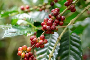 Tayland kuzeyinde ağaç üzerinde olgunlaşma Taze Arabica kahve çekirdekleri.