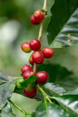 Tayland kuzeyinde ağaç üzerinde olgunlaşma Taze Arabica kahve çekirdekleri.
