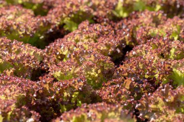 Taze Red Oak marul yaprakları, sebze salatası, hidroponik çiftliği..