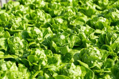 Fresh Butterhead lettuce leaves, Salads vegetable hydroponics farm. clipart
