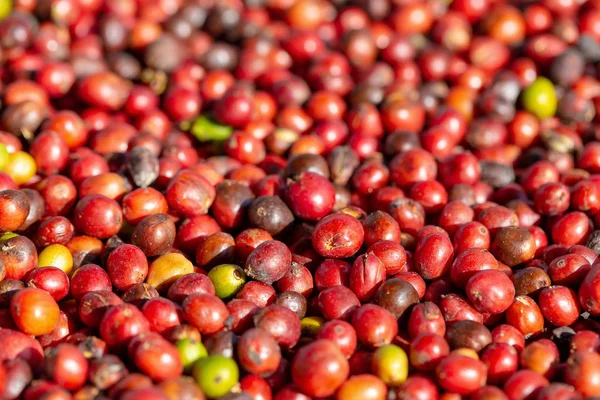 Fresco Arábica Granos Café Rojo Bayas Proceso Secado — Foto de Stock