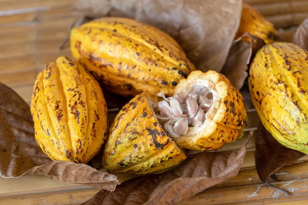 Cacao fruit, raw cacao beans and Cocoa pod background.