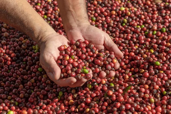 新鮮なアラビカ赤コーヒー豆果実でハン — ストック写真