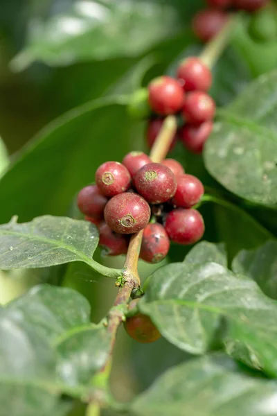 Verse Arabica Koffiebonen Rijping Boom Ten Noorden Van Thailand — Stockfoto