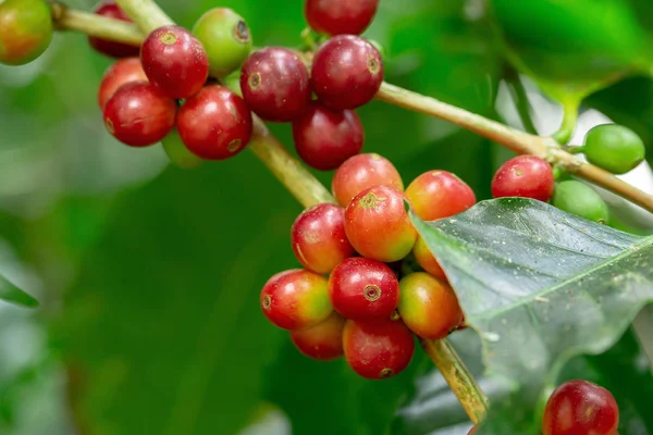 Tayland kuzeyinde ağaç üzerinde olgunlaşma Taze Arabica kahve çekirdekleri.