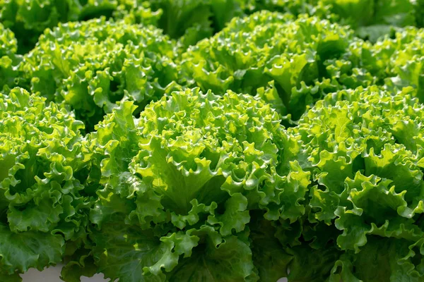 Verse Frillice Iceberg Sla Bladeren Salades Plantaardige Hydrocultuur Boerderij Stockfoto