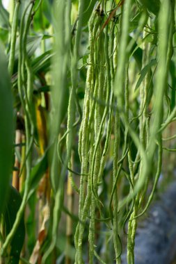 Uzun fasulye bitkilerde büyüme sebze Garden.