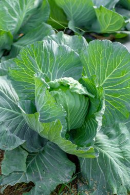 Çiftlik tarlasından taze lahana, bahçede lahana.